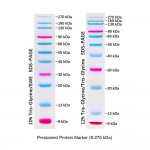 Prestained Protein Marker (4×250 μl)