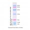 Prestained Protein Marker (4×250 μl)