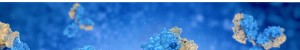 KO/KD Validated Antibodies
