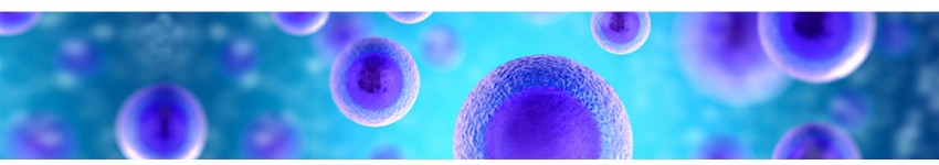 Mammalian Cell Protein Expression