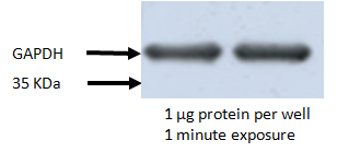 HRP Goat Anti-Mouse IgG