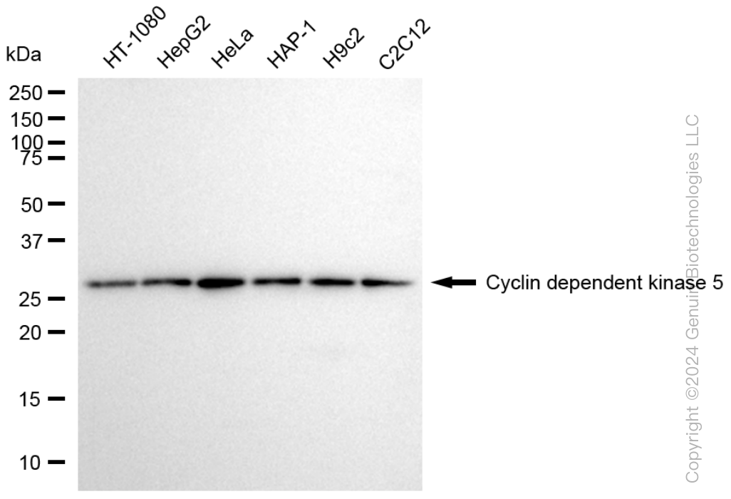 CDK5 antibody