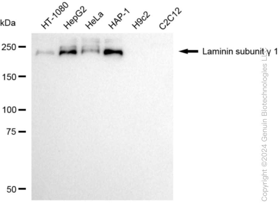 LAMC1 antibody
