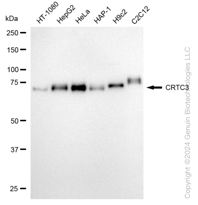 CRTC3 antibody