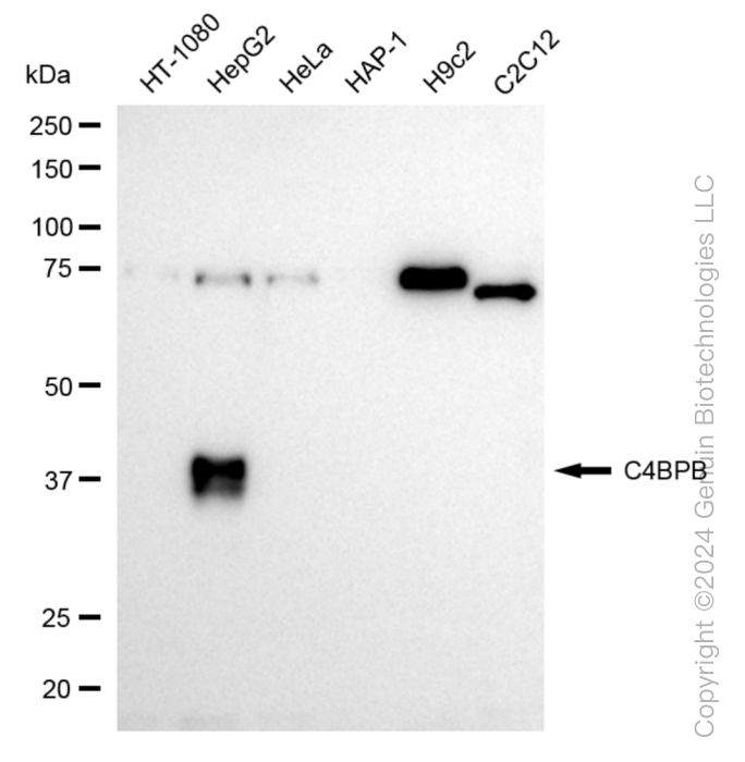 C4BPB antibody