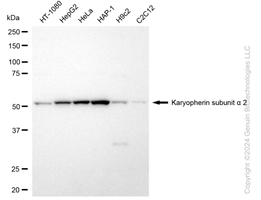 KPNA2 antibody