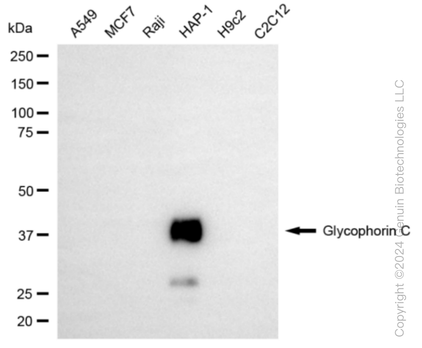 GYPC antibody