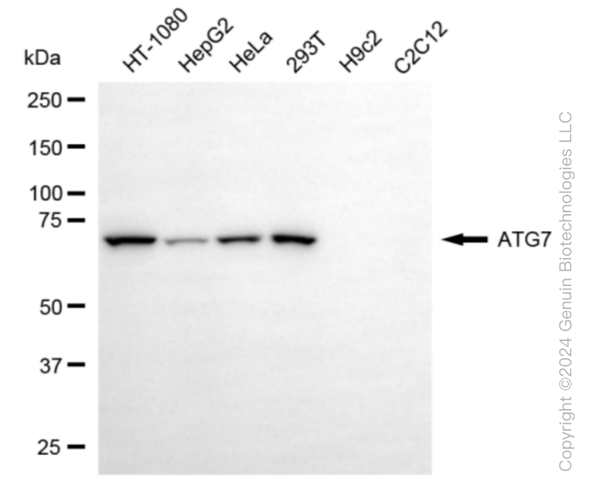 ATG7 antibody