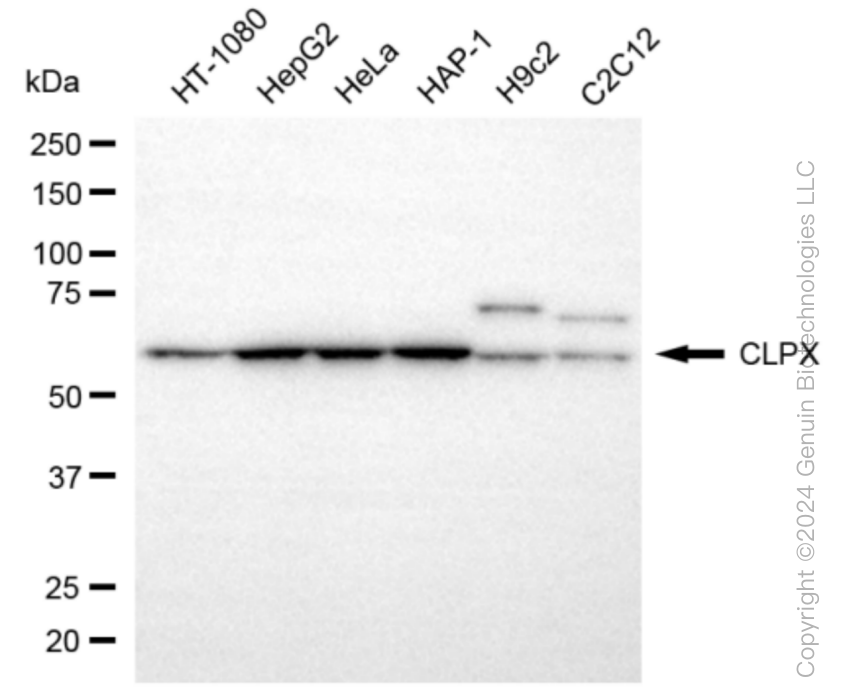 CLPX antibody