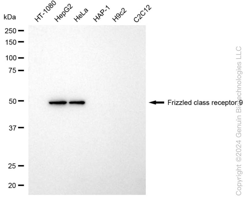 FZD9 antibody