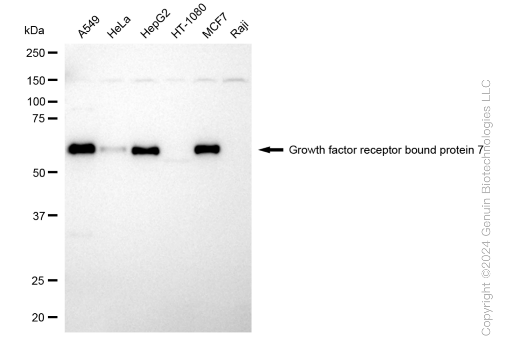 GRB7 antibody