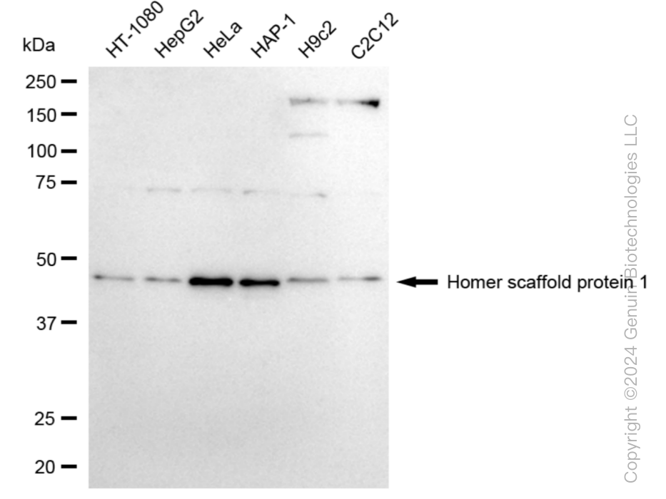 HOMER1 antibody