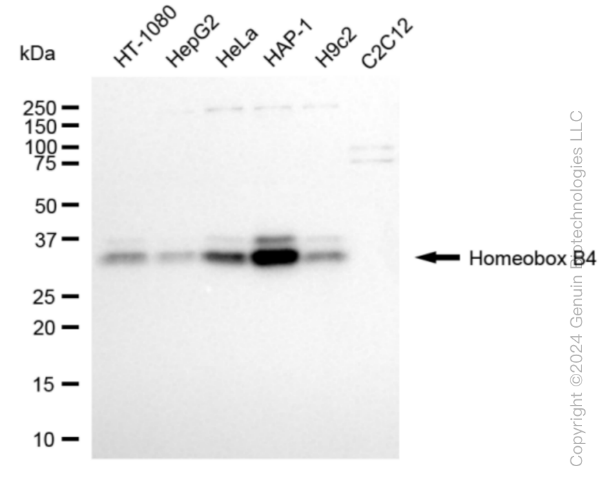 HOXB4 antibody