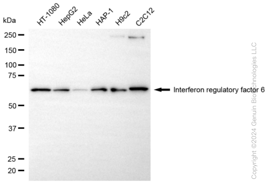IRF6 antibody