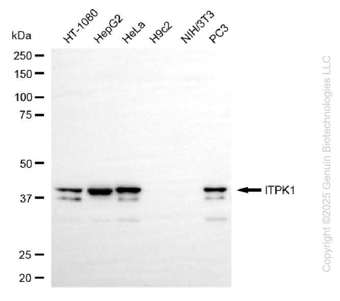 ITPK1 antibody