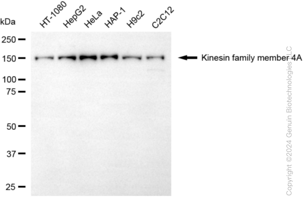KIF4A antibody