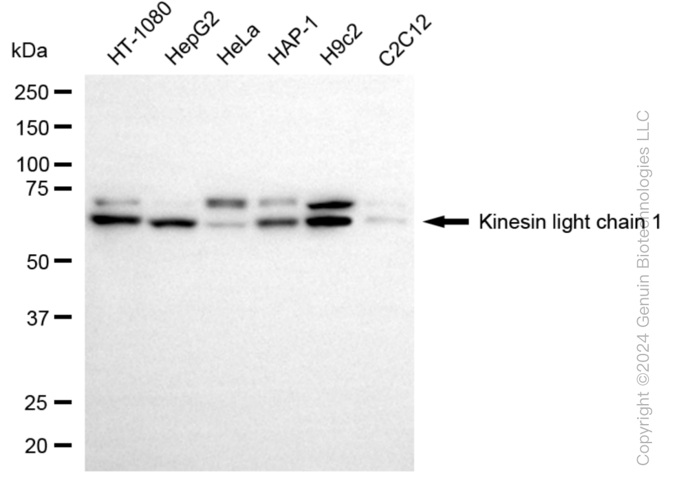 KLC1 antibody