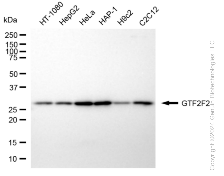 GTF2F2 antibody