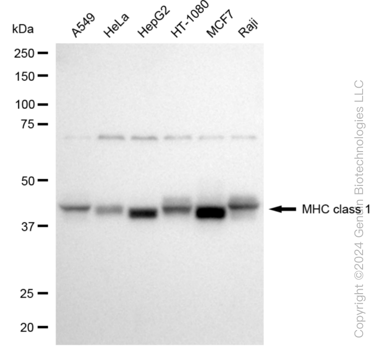 HLA-A antibody