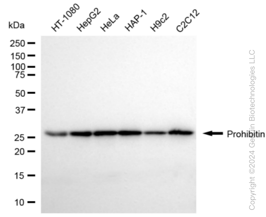 PHB1 antibody