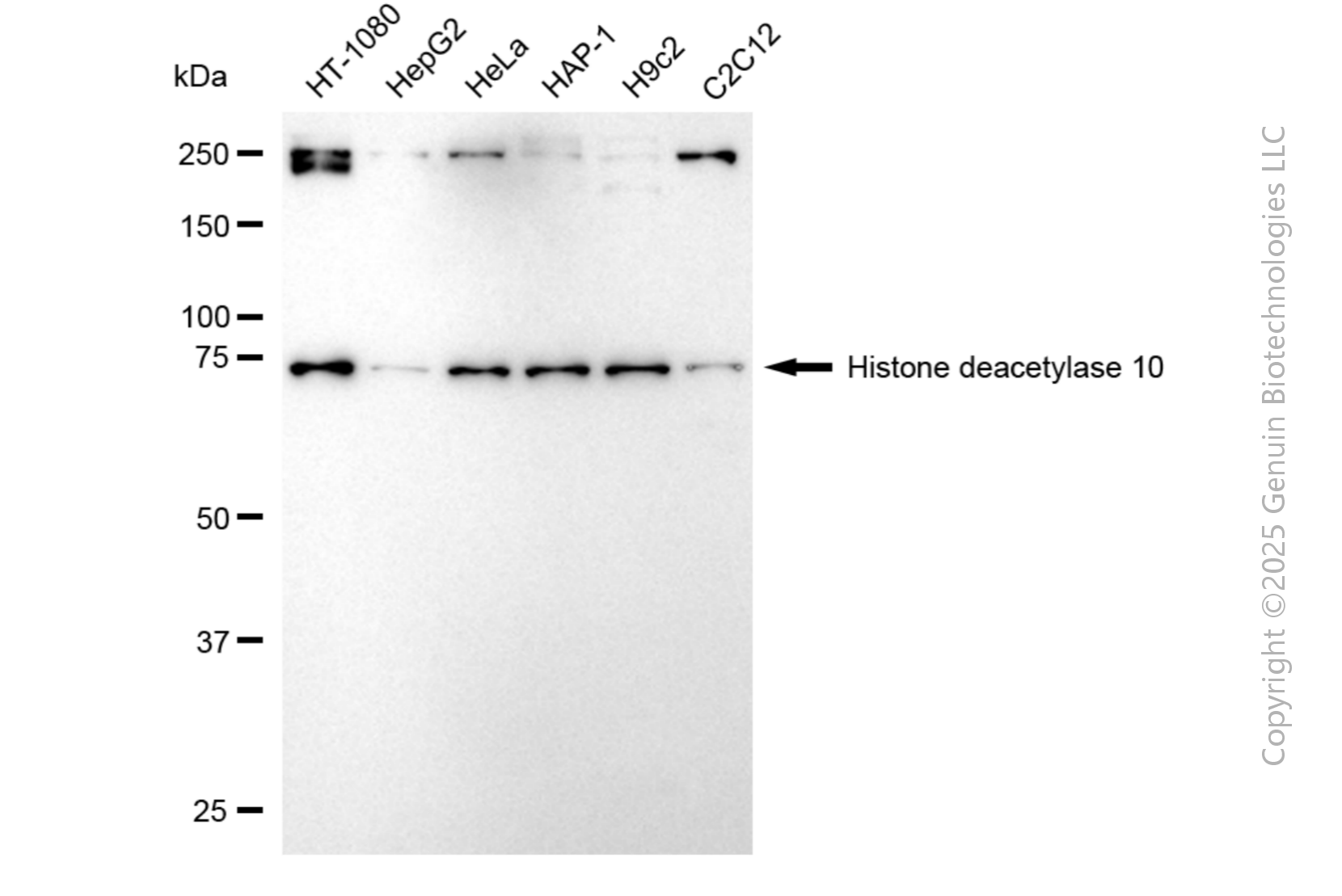 HDAC10 antibody