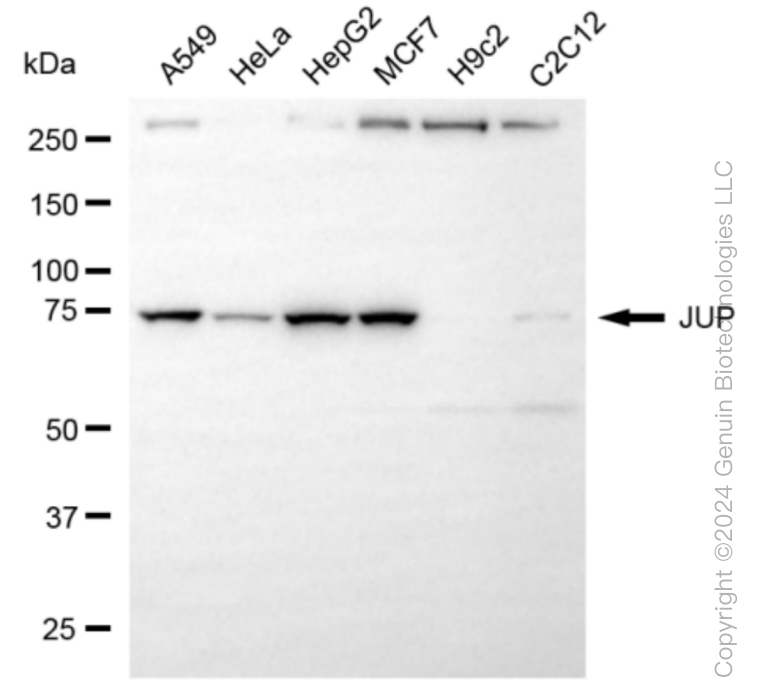 JUP antibody