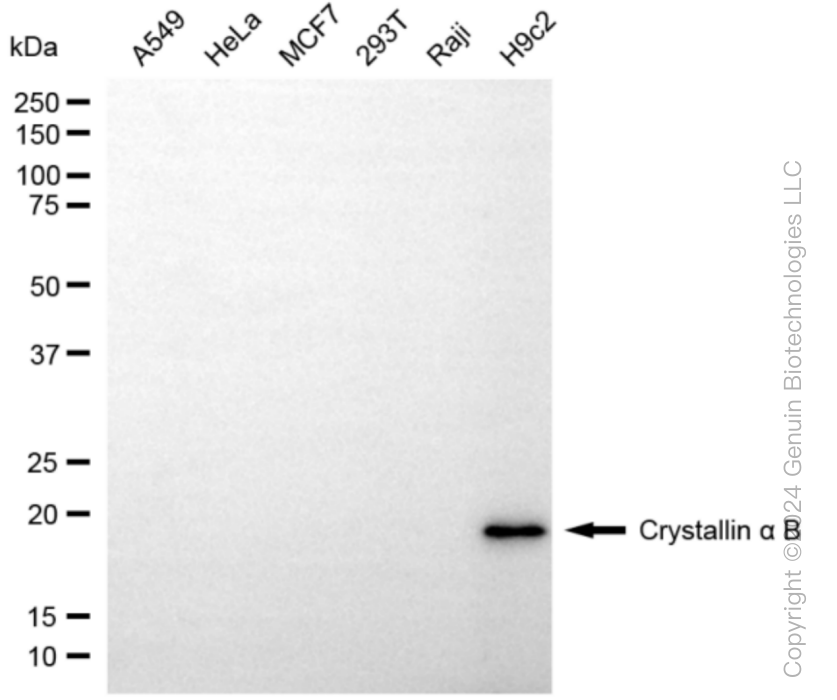 CRYAB antibody