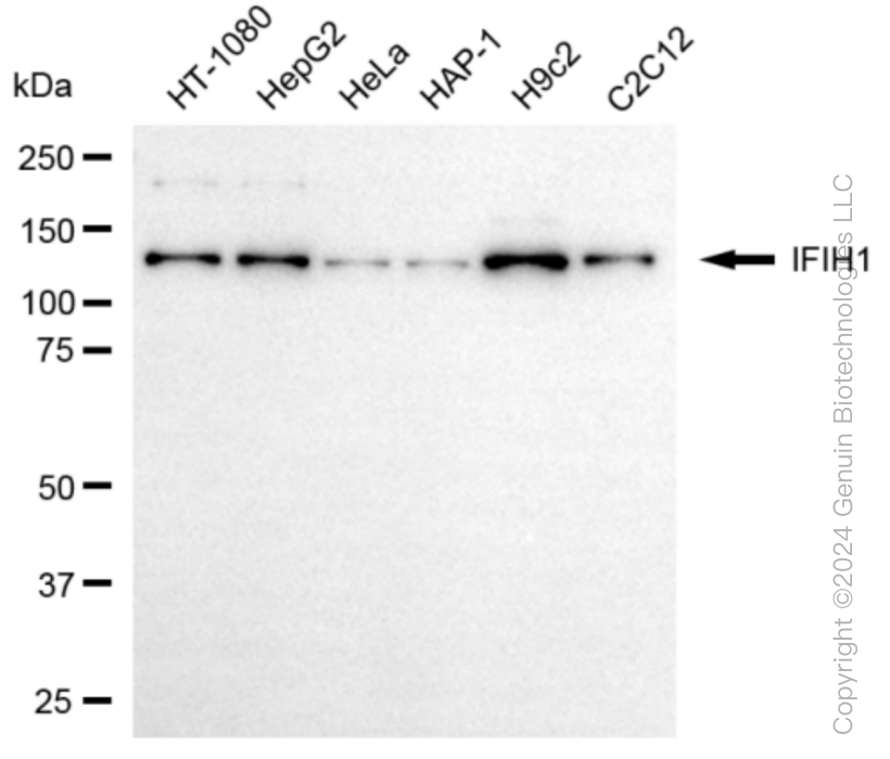 IFIH1 antibody