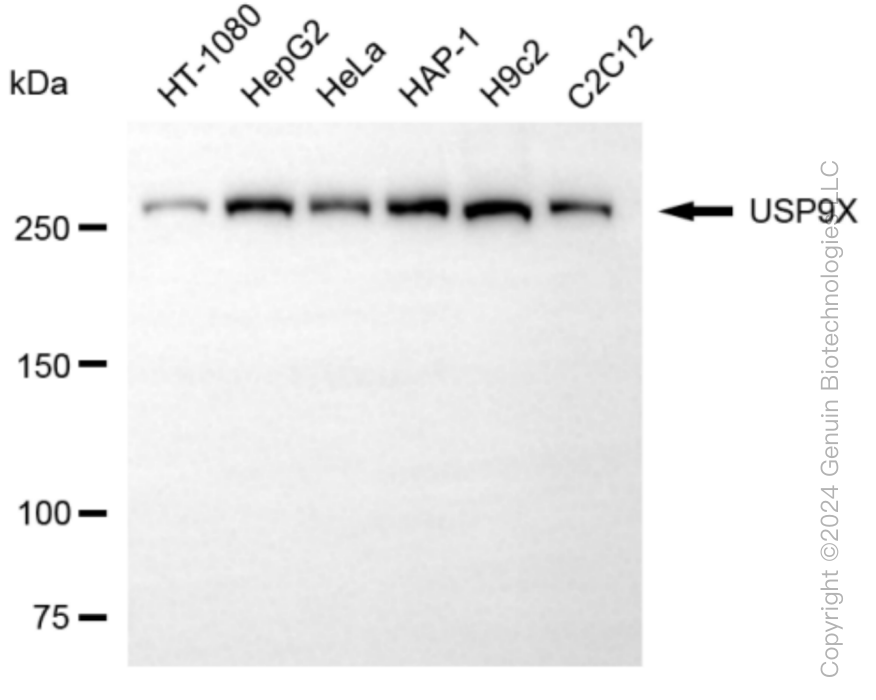 USP9X antibody
