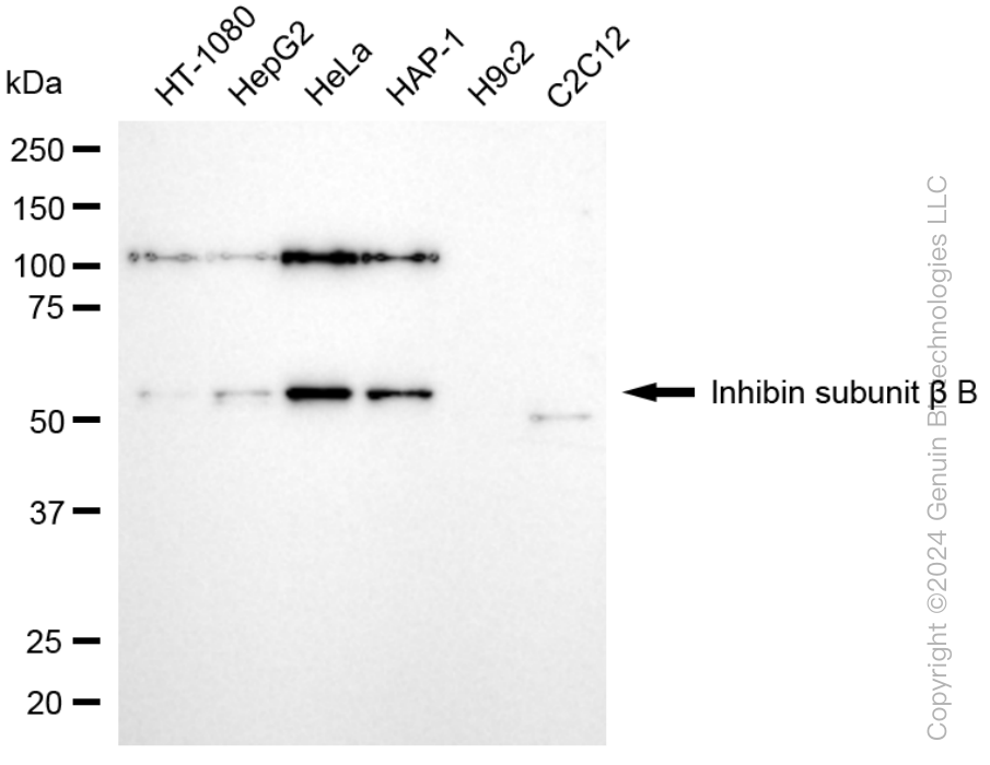 INHBB antibody