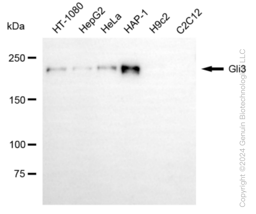GLI3 antibody