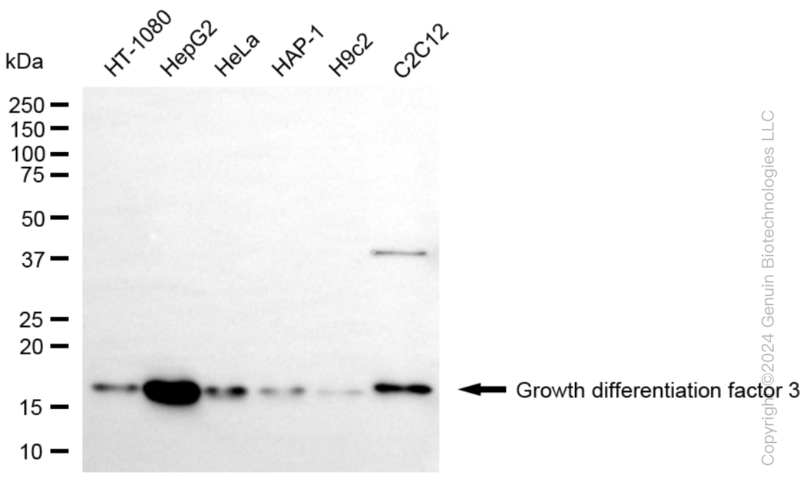 GDF3 antibody