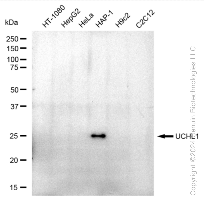 UCHL1 antibody