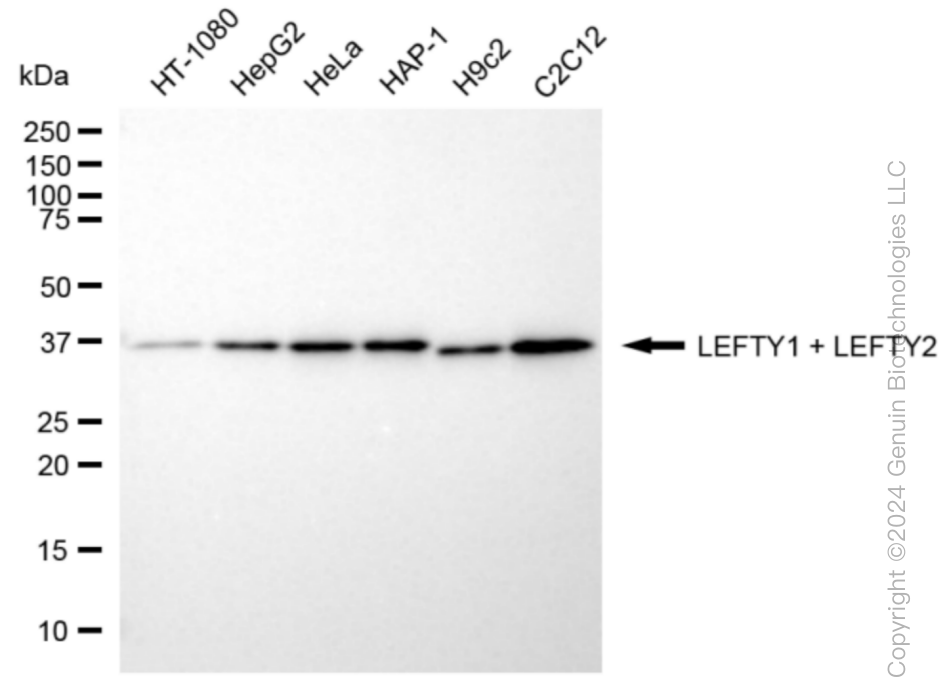 LEFTY1 antibody