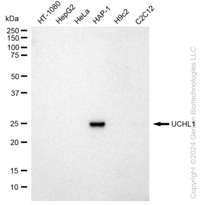 UCHL1 antibody