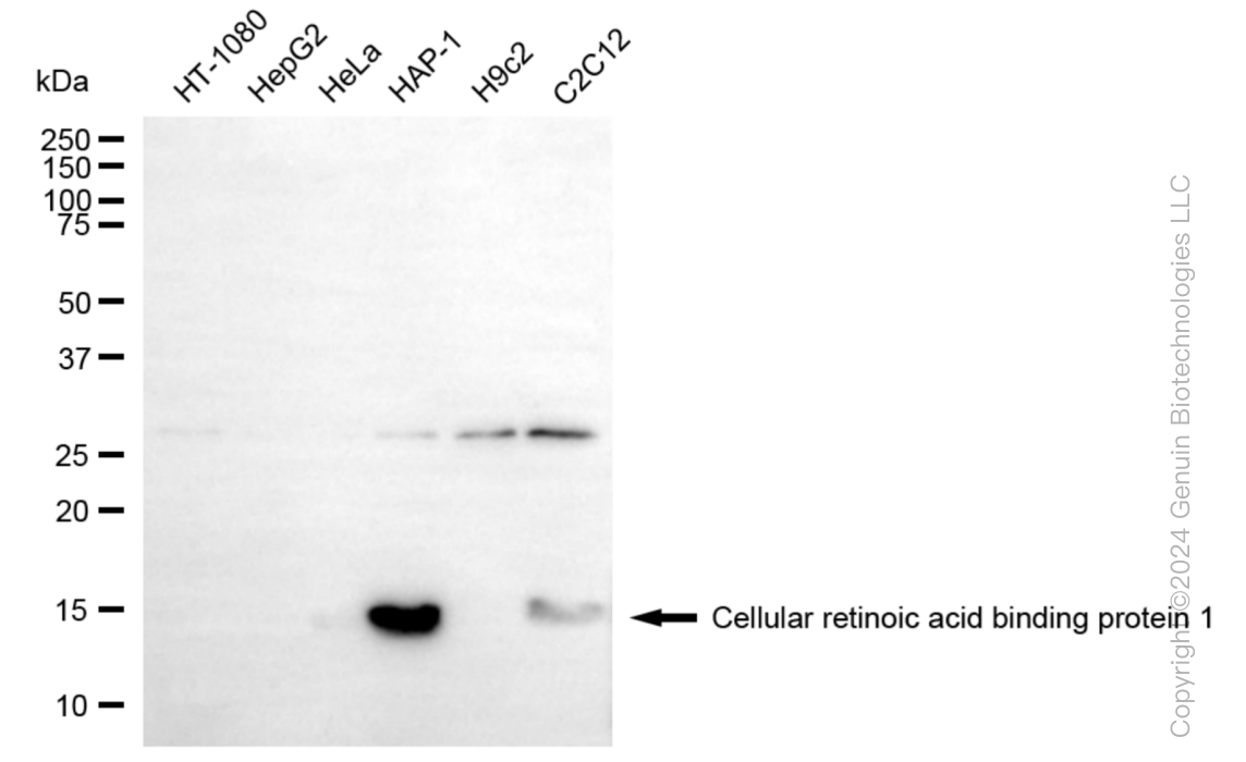 CRABP1 antibody