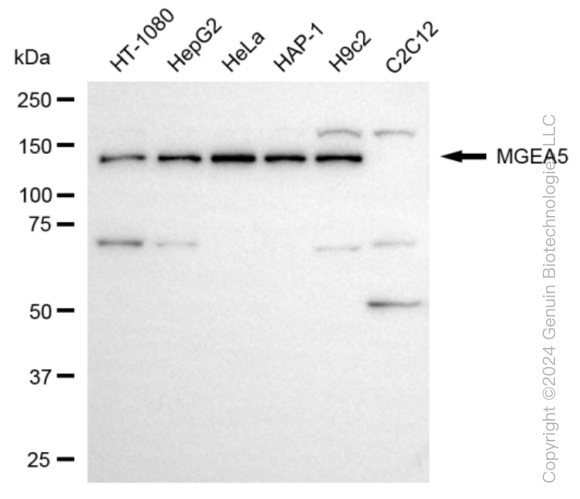 OGA antibody