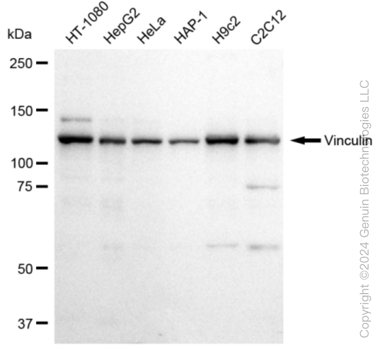 VCL antibody