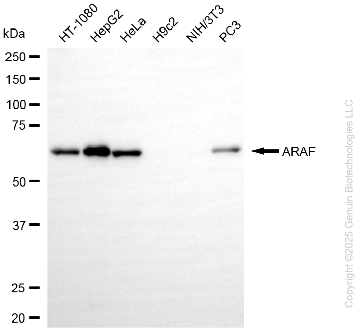 ARAF antibody