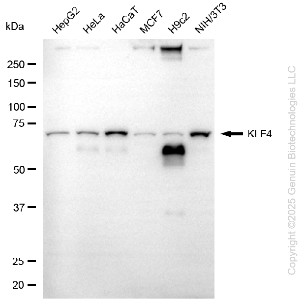 KLF4 antibody