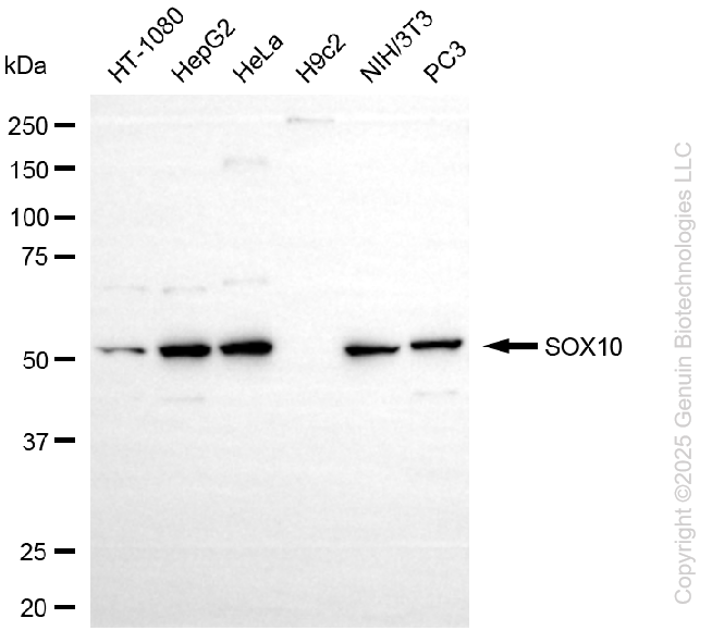 SOX10 antibody