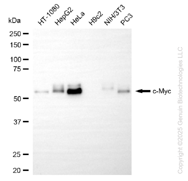 MYC antibody