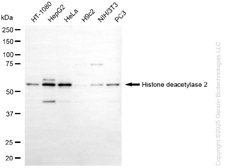 HDAC2 antibody