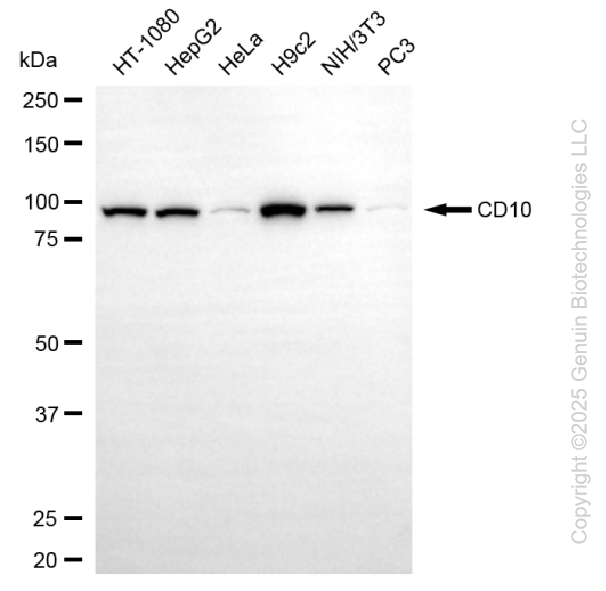 MME antibody