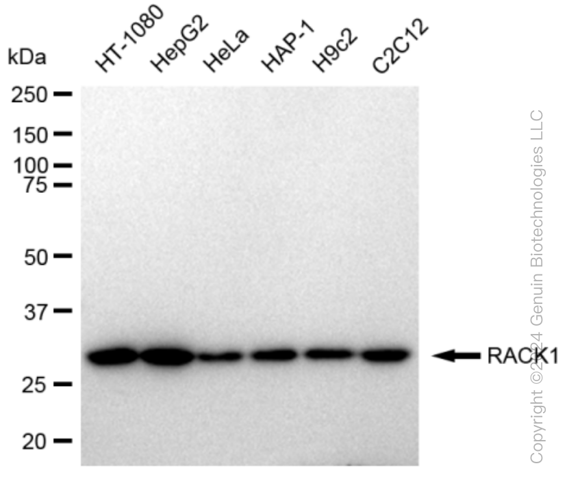 RACK1 antibody
