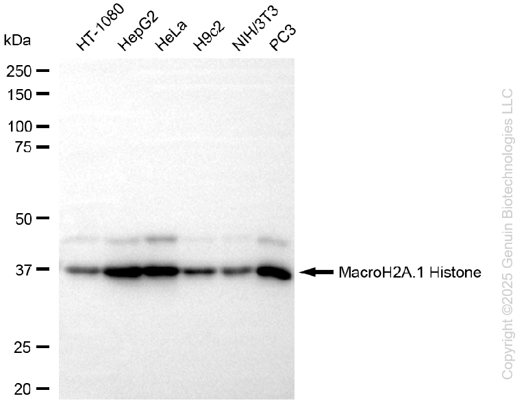 MACROH2A1 antibody