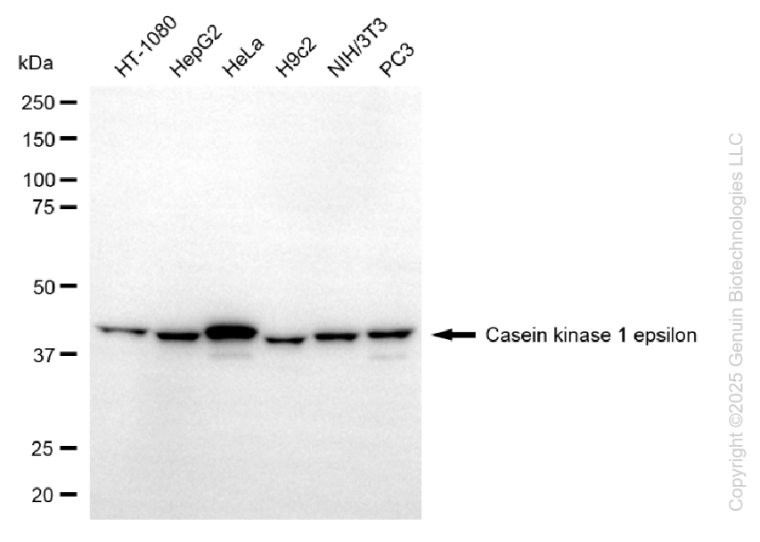 CSNK1E antibody