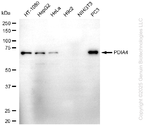 PDIA4 antibody