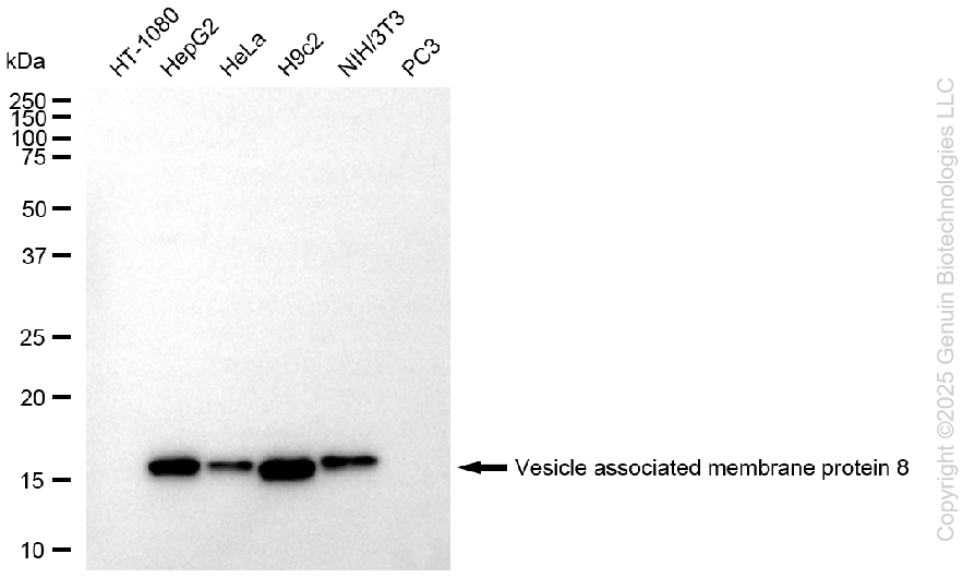 VAMP8 antibody