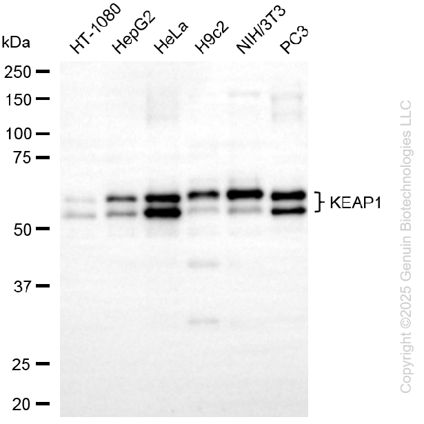 KEAP1 antibody